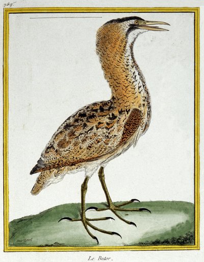Vitenskap. zoologi. Bittern. Gravering av Francois Nicolas Martinet i: Natural History of Birds, av Georges Louis Leclerc de Buffon, Frankrike, ca. 1777 (fargegravering) av Francois Nicolas Martinet