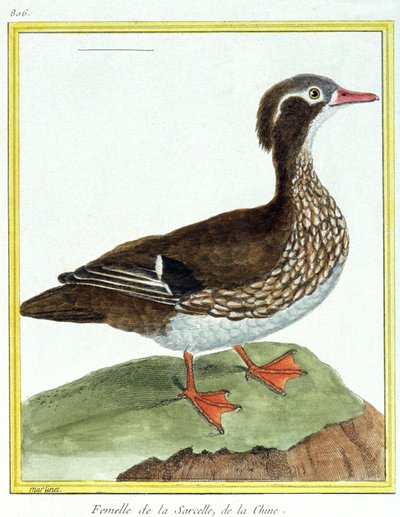 Vitenskap. zoologi. Kinesisk blågrønn. Gravering av Francois Nicolas Martinet i: Natural History of Birds, av Georges Louis Leclerc de Buffon, Frankrike, ca. 1777 (fargegravering) av Francois Nicolas Martinet