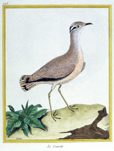 Vitenskap. zoologi. Kremfarget Courser. Gravering av Francois Nicolas Martinet i: Natural History of Birds, av Georges Louis Leclerc de Buffon, Frankrike, ca. 1777 (fargegravering) av Francois Nicolas Martinet