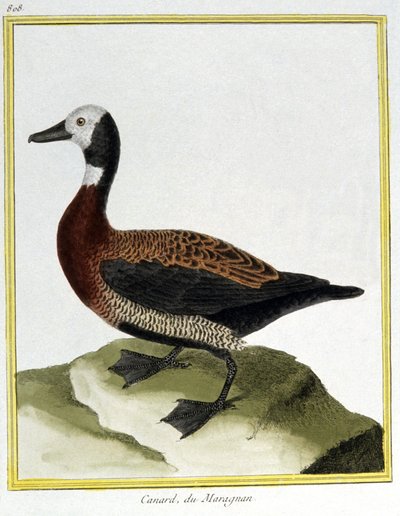 Vitenskap. zoologi. Den eurasiske peren. Gravering av Francois Nicolas Martinet i: Natural History of Birds, av Georges Louis Leclerc de Buffon, Frankrike, ca. 1777 (fargegravering) av Francois Nicolas Martinet