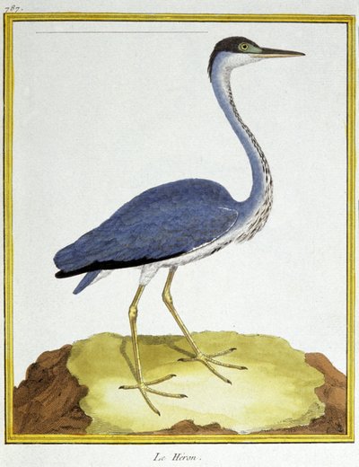 Vitenskap. zoologi. Hegre. Gravering av Francois Nicolas Martinet i: Natural History of Birds, av Georges Louis Leclerc de Buffon, Frankrike, ca. 1777 (fargegravering) av Francois Nicolas Martinet