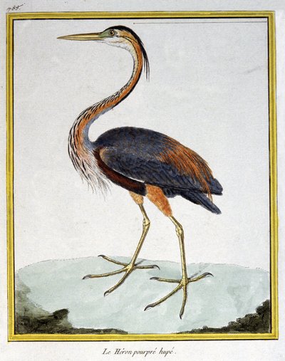 Vitenskap. zoologi. Lilla hegre. Gravering av Francois Nicolas Martinet i: Natural History of Birds, av Georges Louis Leclerc de Buffon, Frankrike, ca. 1777 (fargegravering) av Francois Nicolas Martinet