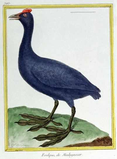 Vitenskap. zoologi. Rød knott tulling (fra Madagaskar). Gravering av Francois Nicolas Martinet i: Natural History of Birds, av Georges Louis Leclerc de Buffon, Frankrike, ca. 1777 (fargegravering) av Francois Nicolas Martinet