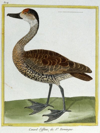 Vitenskap. zoologi. Piker fra Santo Domingo. Gravering av Francois Nicolas Martinet i: Natural History of Birds, av Georges Louis Leclerc de Buffon, Frankrike, ca. 1777 (fargegravering) av Francois Nicolas Martinet