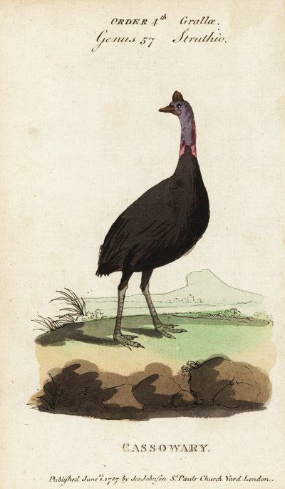 Sørlig kasuar, Casuarius casuarius av Francois Nicolas Martinet