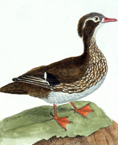 The Teal av Francois Nicolas Martinet