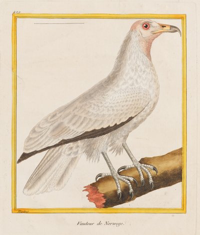 Vautour de Norwege (Norsk gribb), 1787 (Håndkolorert etsning) av Francois Nicolas Martinet
