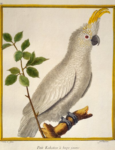 Gulknutekakadue (Cacatua sulphurea), fra Natural History of Birds av Francois Nicolas Martinet