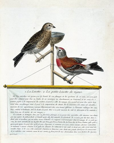 Zoologisk tavle (ornitologi): fra topp til bunn: Linotte (melodifull linotte) og den lille linotte av vinstokker (carduelis cannabina) på en abbor. Illustrasjon i "Fuglenes historie, malt i deres utseende og følsomme aspekter" av Francoi av Francois Nicolas Martinet