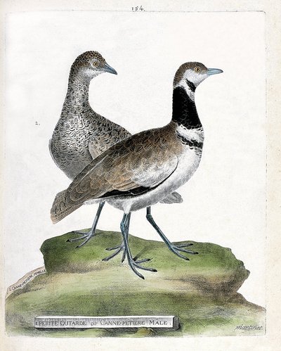 Zoologisk tavle (ornitologi): foran: liten bustard eller liten hannstokk og bak: hunn small bustard (canepetiere bustard eller tetrax tetrax). Illustrasjon i "Fuglenes historie, malt i deres utseende og følsomme aspekter" av Francois Nicolas Mar av Francois Nicolas Martinet