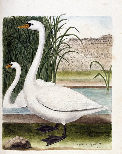 Zoologisk bord (ornitologi): foran: svanen og bak dens hunn (knollsvane eller cygnus olor). Illustrasjon i "Fuglenes historie, malt i deres utseende og følsomme aspekter" av Francois Nicolas Martinet (1731-1800). Privat samling. av Francois Nicolas Martinet