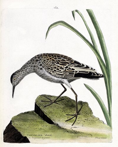 Zoological board (ornithology): knight varies (fighter varies or philomachus pugnax). Illustration in “The History of the Birds, Painted in Their Appearing and Sensitive Aspects” by Francois Nicolas Martinet (1731-1800). Private collection. av Francois Nicolas Martinet