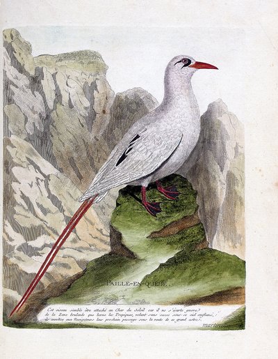 Zoologisk bord (ornitologi): halehalm (halmhale eller rødtrådet phaeton eller rubricauda). Illustrasjon i "Fuglenes historie, malt i deres utseende og følsomme aspekter" av Francois Nicolas Martinet (1731-1800). Privat samling. av Francois Nicolas Martinet