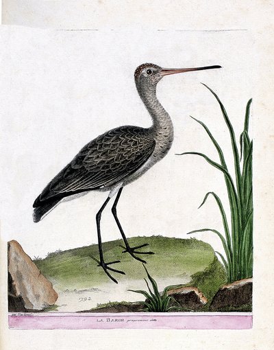 Zoologisk styre (ornitologi): selve lekteren (svarthalelekt eller limosa limosa). Illustrasjon i "Fuglenes historie, malt i deres utseende og følsomme aspekter" av Francois Nicolas Martinet (1731-1800). Privat samling. av Francois Nicolas Martinet