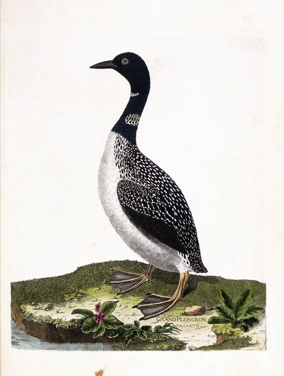 Zoologisk bord (ornitologi): det store flekkdykket (imstranddykking eller gavia immer). Illustrasjon i "Fuglenes historie, malt i deres utseende og følsomme aspekter" av Francois Nicolas Martinet (1731-1800). Privat samling. av Francois Nicolas Martinet