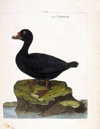 Zoologisk tavle (ornitologi): skjærefuglen (svartskjær eller melanitta nigra). Illustrasjon i "Fuglenes historie, malt i deres utseende og følsomme aspekter" av Francois Nicolas Martinet (1731-1800). Privat samling. av Francois Nicolas Martinet
