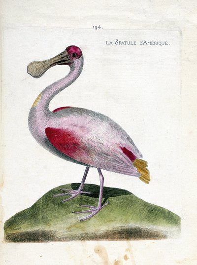 Zoologisk kart (ornitologi): Amerikansk spatel (rosa spatel eller platalea ajaja). Illustrasjon i "Fuglenes historie, malt i deres utseende og følsomme aspekter" av Francois Nicolas Martinet (1731-1800). Privat samling. av Francois Nicolas Martinet