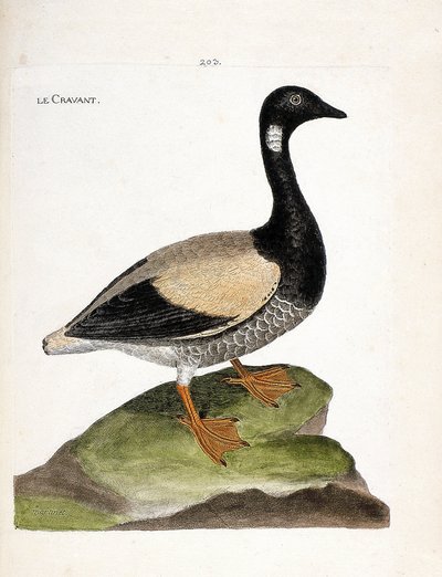 Zoological chart (ornithology): Brant (brant or branta bernicla). Illustration in “The History of the Birds, Painted in Their Appearing and Sensitive Aspects” by Francois Nicolas Martinet (1731-1800). Private collection. av Francois Nicolas Martinet
