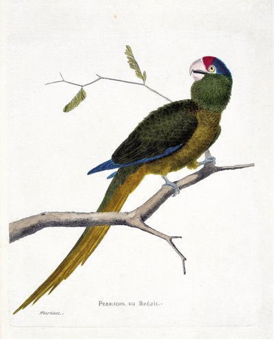 Zoologisk kart (ornitologi): Brasiliansk parakitt (konur med rød panne eller aratinga canicularis) på en gren. Illustrasjon i "Fuglenes historie, malt i deres utseende og følsomme aspekter" av Francois Nicolas Martinet (1731-1800). Privat kol av Francois Nicolas Martinet