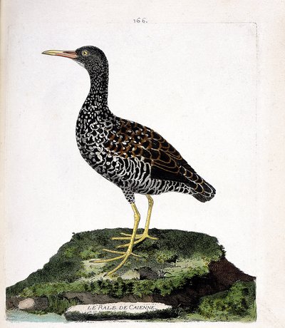 Zoologisk kart (ornitologi): Caiennes rale (flekk rale eller pardirallus maculatus). Illustrasjon i "Fuglenes historie, malt i deres utseende og følsomme aspekter" av Francois Nicolas Martinet (1731-1800). Privat samling. av Francois Nicolas Martinet