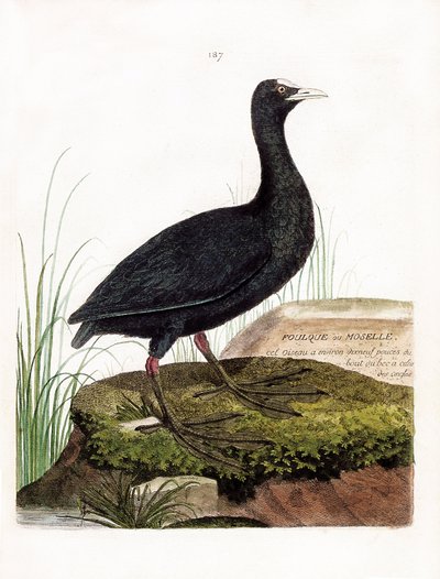 Zoological chart (ornithology): Coot or Moselle (Macroule cot or fulica atra). Illustration in “The History of the Birds, Painted in Their Appearing and Sensitive Aspects” by Francois Nicolas Martinet (1731-1800). Private collection. av Francois Nicolas Martinet