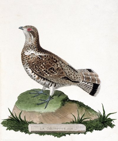 Zoological chart (ornithology): Female gelinotte (wood gelinotte or bonasia bonasia). Illustration in “The History of the Birds, Painted in Their Appearing and Sensitive Aspects” by Francois Nicolas Martinet (1731-1800). Private collection. av Francois Nicolas Martinet
