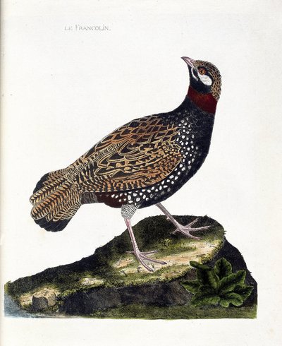 Zoologisk kart (ornitologi): Francolin (francolin noir eller francolinus francolinus). Illustrasjon i "Fuglenes historie, malt i deres utseende og følsomme aspekter" av Francois Nicolas Martinet (1731-1800). Privat samling. av Francois Nicolas Martinet