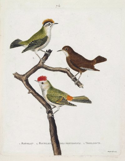 Zoologisk kart (ornitologi). Fra topp til bunn: roitelet (trippel bandasje eller regulus ignicapilla), troglodyte (søt troglodyte eller troglodyte) og roitelet av hottentots (rubinkrone) på en gren. Illustrasjon i «Fuglenes historie, malt i Thei av Francois Nicolas Martinet