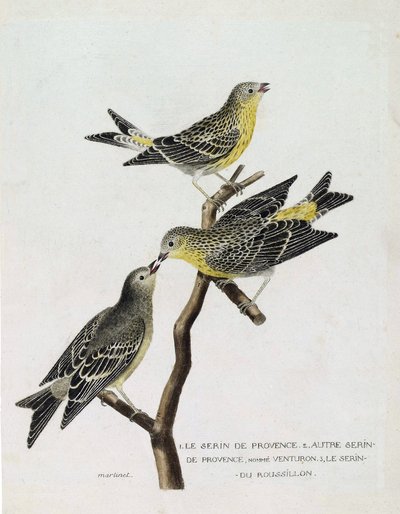 Zoologisk kart (ornitologi): Fra topp til bunn: serin du Roussillon (serin Cini eller serinus serinus) på en gren, serin de provence (venturon montagnard eller serinus citrinella) og andre serin de provence. Illustrasjon i "The History of the Birds, S av Francois Nicolas Martinet