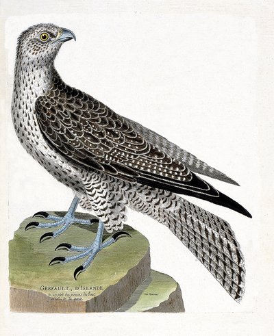 Zoologisk kart (ornitologi): Islandsk gerfault (gerfaut falk eller falco rusticolus). Illustrasjon i "Fuglenes historie, malt i deres utseende og følsomme aspekter" av Francois Nicolas Martinet (1731-1800). Privat samling. av Francois Nicolas Martinet