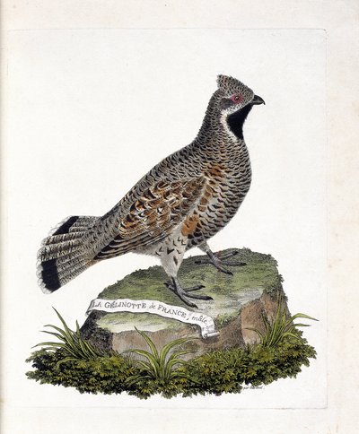 Zoologisk kart (ornitologi): La gelinotte de France hann (gelinotte des bois eller bonasia bonasia). Illustrasjon i "Fuglenes historie, malt i deres utseende og følsomme aspekter" av Francois Nicolas Martinet (1731-1800). Privat samling. av Francois Nicolas Martinet