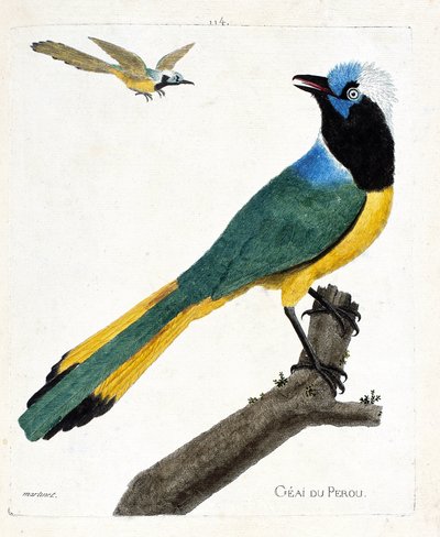 Zoological chart (ornithology): Perou jay (green jay or cyanocorax yncas) on a branch. Illustration in “The History of the Birds, Painted in Their Appearing and Sensitive Aspects” by Francois Nicolas Martinet (1731-1800). Private collection. av Francois Nicolas Martinet