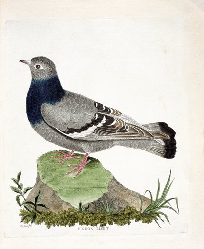Zoological chart (ornithology): Pigeon biset (Columbia livia). Illustration in “The History of the Birds, Painted in Their Appearing and Sensitive Aspects” by Francois Nicolas Martinet (1731-1800). Private collection. av Francois Nicolas Martinet