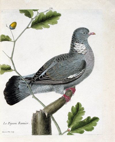 Zoologisk kart (ornitologi): Den forgrenede duen (columba palumbus) på en gren. Illustrasjon i "Fuglenes historie, malt i deres utseende og følsomme aspekter" av Francois Nicolas Martinet (1731-1800). Privat samling. av Francois Nicolas Martinet