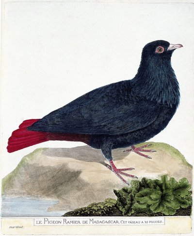 Zoologisk kart (ornitologi): Den forgrenede duen på Madagaskar (Blue Founingo eller alectroenas madagascariensis). Illustrasjon i "Fuglenes historie, malt i deres utseende og følsomme aspekter" av Francois Nicolas Martinet (1731-1800). Privat av Francois Nicolas Martinet