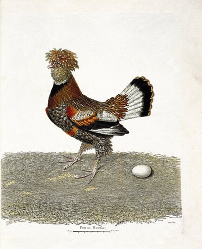 Zoologisk kart (ornitologi): Kyllingen (tamhøne eller gallus gallus) og dens egg. Illustrasjon i "Fuglenes historie, malt i deres utseende og følsomme aspekter" av Francois Nicolas Martinet (1731-1800). Privat samling. av Francois Nicolas Martinet