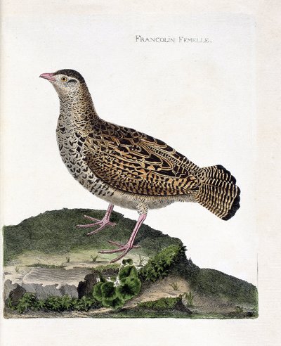Zoologisk kart (ornitologi): Den kvinnelige francolin (francolin noir eller francolinus francolinus). Illustrasjon i "Fuglenes historie, malt i deres utseende og følsomme aspekter" av Francois Nicolas Martinet (1731-1800). Privat samling. av Francois Nicolas Martinet