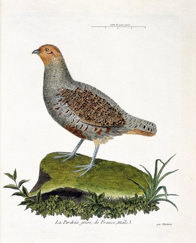 Zoologisk kart (ornitologi): Frankrikes grå rapphøne, hann (grå rapphøne eller rapphøne). Illustrasjon i "Fuglenes historie, malt i deres utseende og følsomme aspekter" av Francois Nicolas Martinet (1731-1800). Privat samling. av Francois Nicolas Martinet