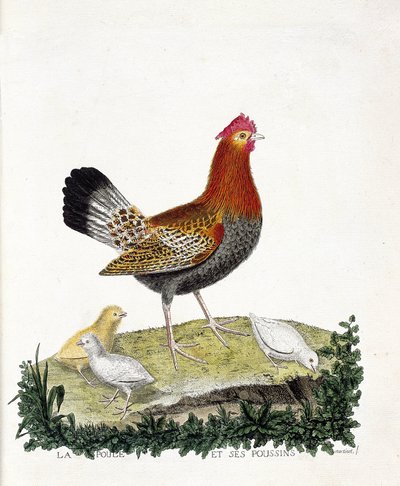 Zoological chart (ornithology): The hen and its chicks (domestic hen or gallus gallus). Illustration in “The History of the Birds, Painted in Their Appearing and Sensitive Aspects” by Francois Nicolas Martinet (1731-1800). Private collection. av Francois Nicolas Martinet