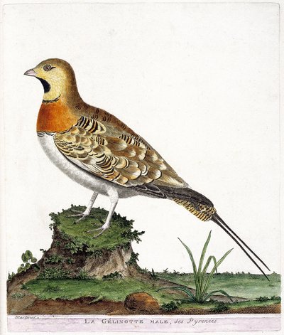 Zoologisk kart (ornitologi): Den mannlige gelinotten i Pyreneene (Ganga cata eller pterocles alchata). Illustrasjon i "Fuglenes historie, malt i deres utseende og følsomme aspekter" av Francois Nicolas Martinet (1731-1800). Privat samling. av Francois Nicolas Martinet