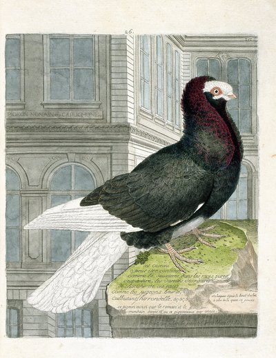 Zoologisk kart (ornitologi): Nonan- eller capuchone-duen (dvergdue eller columba livia). Illustrasjon i "Fuglenes historie, malt i deres utseende og følsomme aspekter" av Francois Nicolas Martinet (1731-1800). Privat samling. av Francois Nicolas Martinet