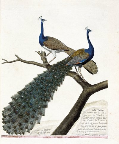 Zoologisk kart (ornitologi): Påfuglen (blå påfugl eller pavo cristatus). Illustrasjon i "Fuglenes historie, malt i deres utseende og følsomme aspekter" av Francois Nicolas Martinet (1731-1800). Privat samling. av Francois Nicolas Martinet