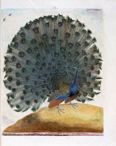 Zoologisk kart (ornitologi): Påfuglen som lager hjulet (blå påfugl eller Pavo cristatus). Illustrasjon i "Fuglenes historie, malt i deres utseende og følsomme aspekter" av Francois Nicolas Martinet (1731-1800). Privat samling. av Francois Nicolas Martinet
