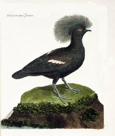Zoologisk kart (ornitologi): Fasanen i India (goura krone eller goura cristata). Illustrasjon i "Fuglenes historie, malt i deres utseende og følsomme aspekter" av Francois Nicolas Martinet (1731-1800). Privat samling. av Francois Nicolas Martinet