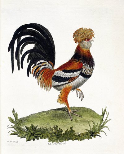 Zoologisk kart (ornitologi): Hanen (tamhane eller gallus gallus). Illustrasjon i "Fuglenes historie, malt i deres utseende og følsomme aspekter" av Francois Nicolas Martinet (1731-1800). Privat samling. av Francois Nicolas Martinet