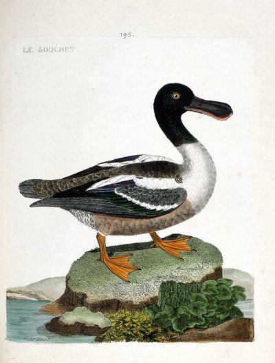 Zoologisk kart (ornitologi): Stammen (and-strainberry eller anas clypeata). Illustrasjon i "Fuglenes historie, malt i deres utseende og følsomme aspekter" av Francois Nicolas Martinet (1731-1800). Privat samling. av Francois Nicolas Martinet