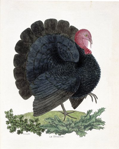 Zoologisk kart (ornitologi): Tyrkia (tam kalkun eller Melaeagris gallopavo). Illustrasjon i "Fuglenes historie, malt i deres utseende og følsomme aspekter" av Francois Nicolas Martinet (1731-1800) (gravering) av Francois Nicolas Martinet