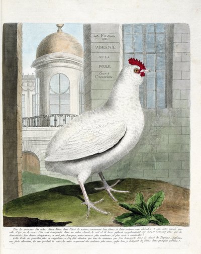 Zoological chart (ornithology): Virginia hen or hens without rump (domestic hen iu gallus gallus). Illustration in “The History of the Birds, Painted in Their Appearing and Sensitive Aspects” by Francois Nicolas Martinet (1731-1800). Private collection. av Francois Nicolas Martinet