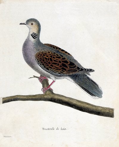 Zoologisk kart (ornitologi): Skogdue (veddue eller streptopelia turtur) på en gren. Illustrasjon i "Fuglenes historie, malt i deres utseende og følsomme aspekter" av Francois Nicolas Martinet (1731-1800). Privat samling. av Francois Nicolas Martinet