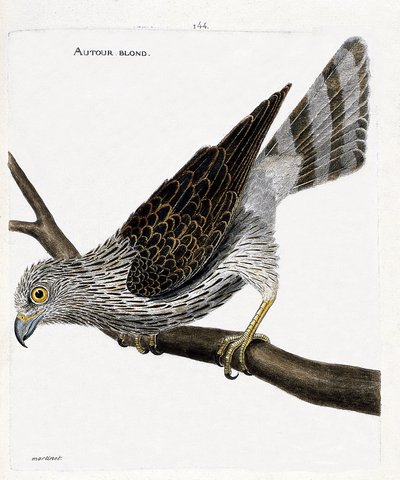 Zoologisk kart (ornitologi): rundt blond (rundt hønsehauk eller accipiter gentilis) på en gren. Illustrasjon i "Fuglenes historie, malt i deres utseende og følsomme aspekter" av Francois Nicolas Martinet (1731-1800). Privat samling. av Francois Nicolas Martinet